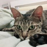 ルマ
