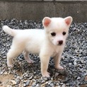 里親さま決まりました☆