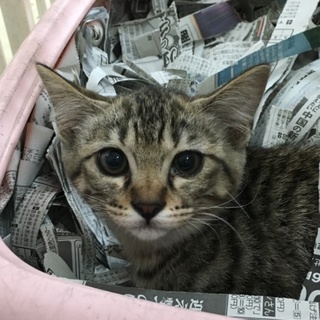 餌やり現場から保護したキジ♂