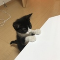 マンチカン♀ 生後3ヶ月