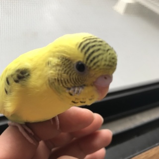 黄色と緑のセキセイインコ [1歳未満]