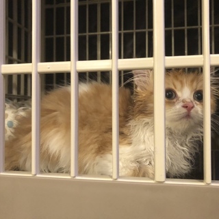 スコティッシュフォールド