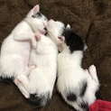 1ヶ月の猫ちゃん