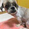保健所からレスキューしたシーズー♂ サムネイル2