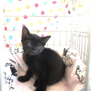 可愛い黒猫ちゃん。エイズキャリアです。
