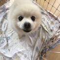 人懐っこく犬が大好きな男の子