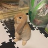 うさぎ ゆの さん