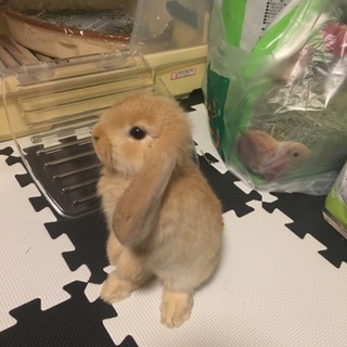 生後約二か月ホーランドロップイヤー里親募集