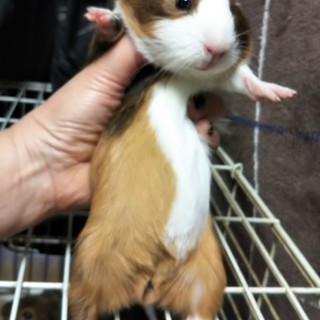 生後１ヶ月女子モルです