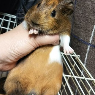 生後１ヶ月男子モルです