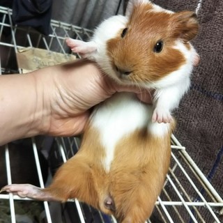 オープンセール 福袋 生後1ヶ月男子モル。チャ」東京都 - 小動物の里親募集 ギター