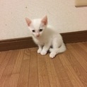 子猫の里親募集