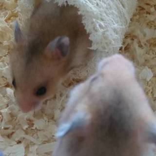 ゴールデンハムスター子ハムです。