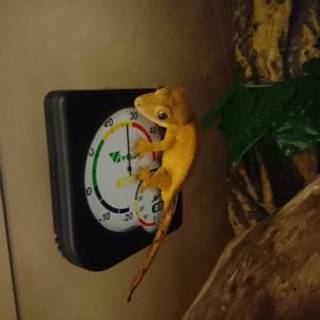 クレステッドゲッコー