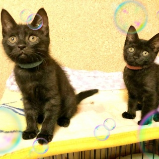 黒ふわり甘～い兄妹☆めずらしい半長毛☆