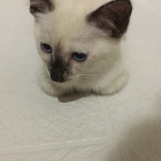 野良の子猫を保護しました。里親募集します。