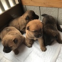生後1ヶ月仔犬オス決定しました。メスのみ