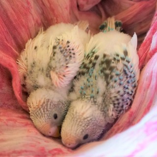 セキセイインコ雛の里親募集