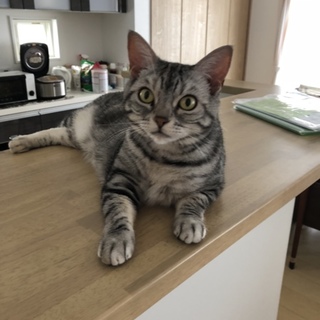 子供が猫アレルギーになり飼えなくなってしまいました