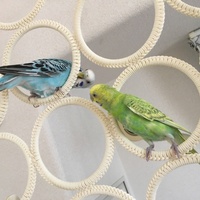 セキセイインコの雛