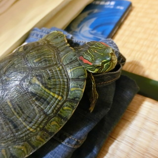 ミドリガメの里親決定しました