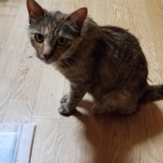 捨て猫里親募集