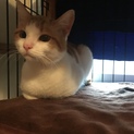人馴ればつぐん、茶白男子♫