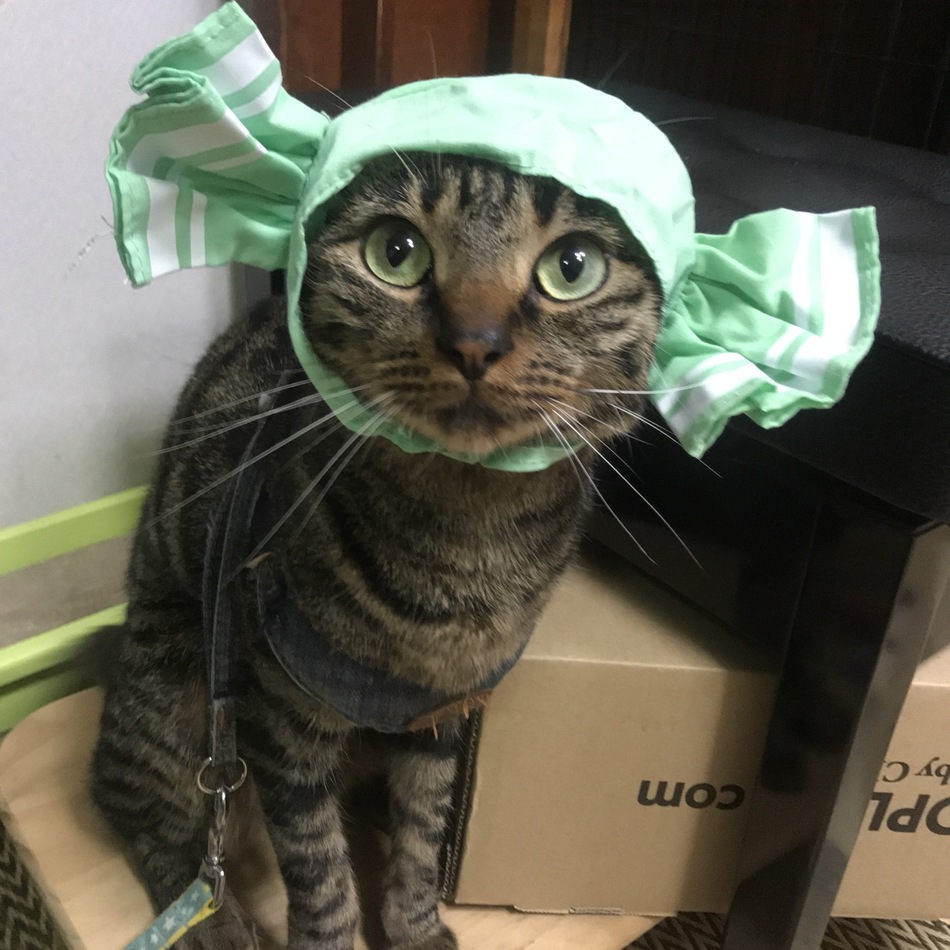 ソラのカバー写真