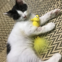 ラムネ 