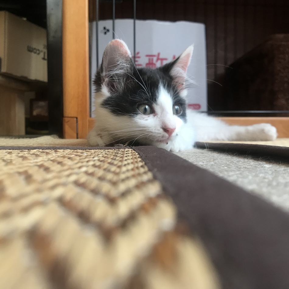 ラムネ のカバー写真