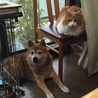 ブントム