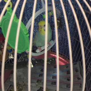 セキセイインコの女の子です