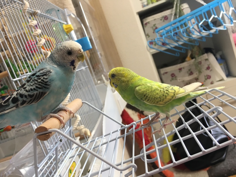 七夕に孵ったセキセイインコの雛 サムネイル1