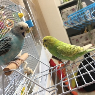 七夕に孵ったセキセイインコの雛