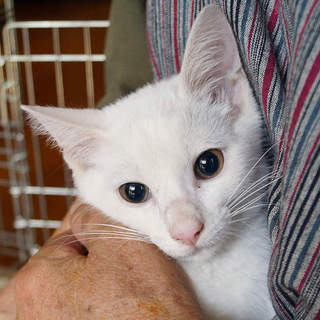 生後３ヶ月。白猫のカイ君(^O^)/