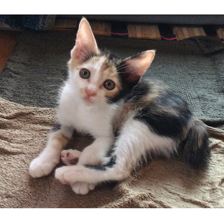  別サイトにて決定しました！めかぶちゃん♪