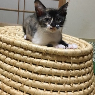 別サイトにて決定しました！ひじきちゃん♪