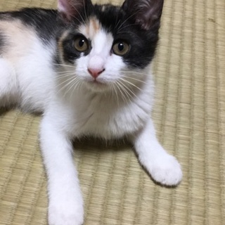 別サイトにて決定しました！はぜちゃん♪