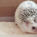 ハリネズミの里親募集します