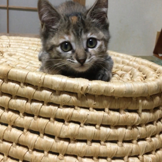 里親さま決定しました。タイ子ちゃん♪