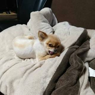 チワワ オス