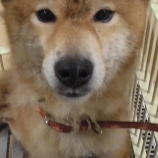 【助けて下さい‼️】おじいちゃんワンコです。