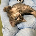 代理☆めちゃくちゃ甘えん坊な♀子猫☆