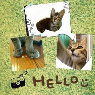 アビシニアンみたいな模様です。