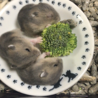 ハムスターサファイアブルー赤ちゃん