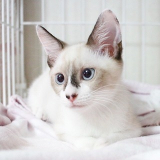 7/22銀座★ローラちゃん★ハイジちゃんと一緒に