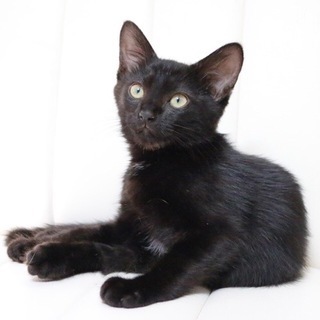 7/22銀座★ハイジちゃん★ローラちゃんと一緒に