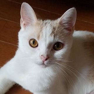 12/23銀座★マリンちゃん★スコティッシュ風