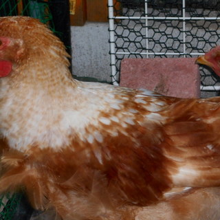 大至急　救っていただければ助かります　ボリス　