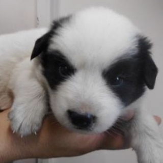 里親様を待っています。子犬♂白黒